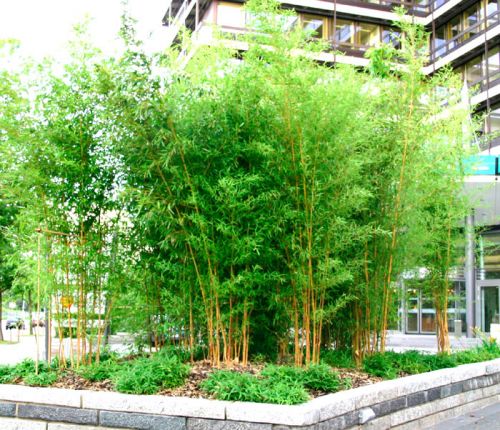 Mittelhoher Bambus