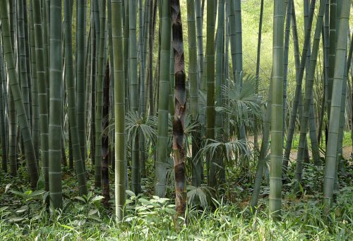 Für Sammler und Liebhaber / Special bamboo